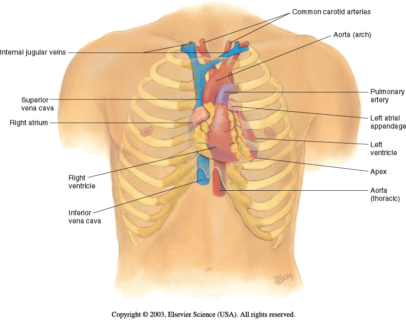Sistem Hastaliklari Dersi 1 Kalbin Yapisi Ve Islevi
