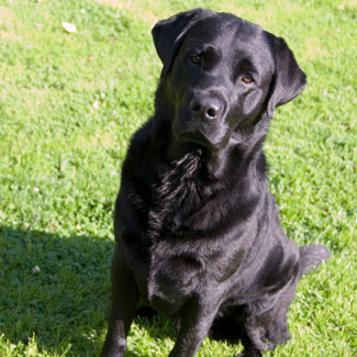 Fat Black Labrador