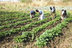 FAO constata redução de fundos na Agricultura FAO constata redução de fundos na Agricultura