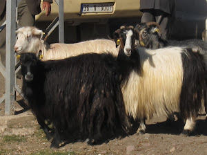 Gorgeous goats