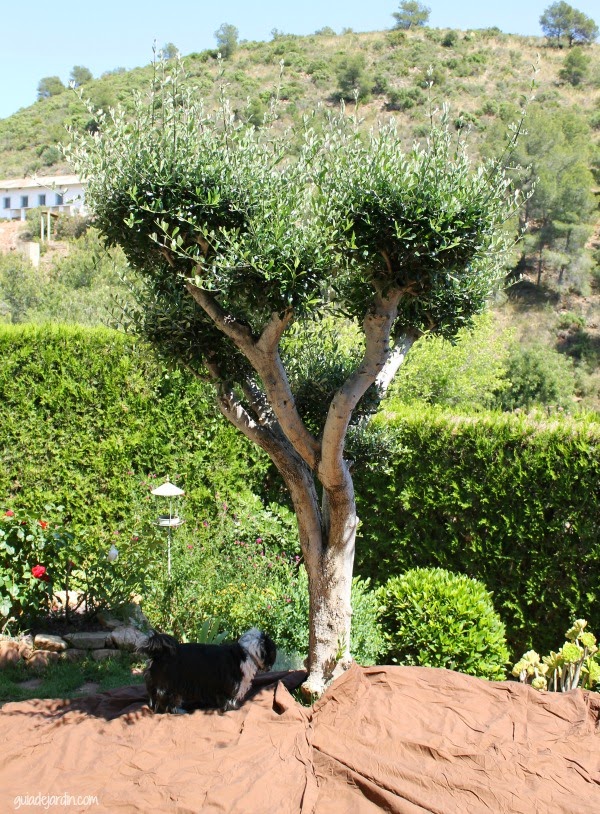 Mi truco para podar el olivo sin llenar el césped de hojas - Guia de jardin