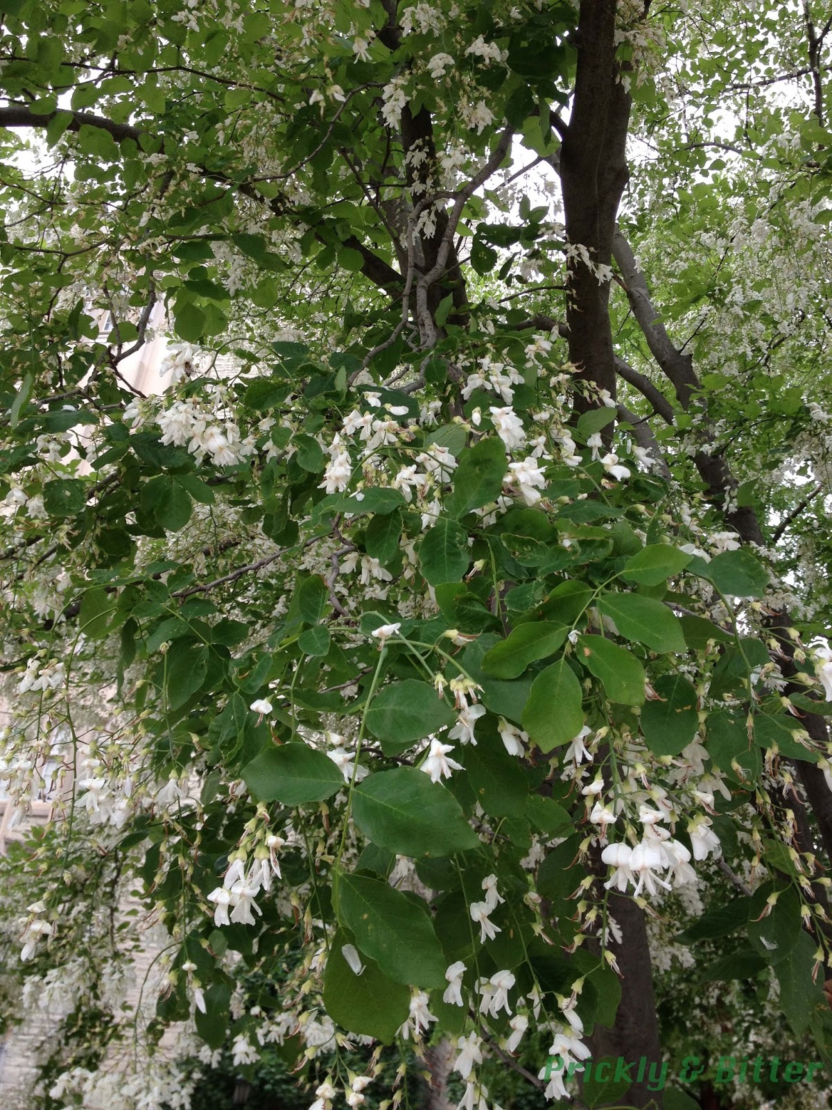 Prickly and Bitter The tree with the yellow wood