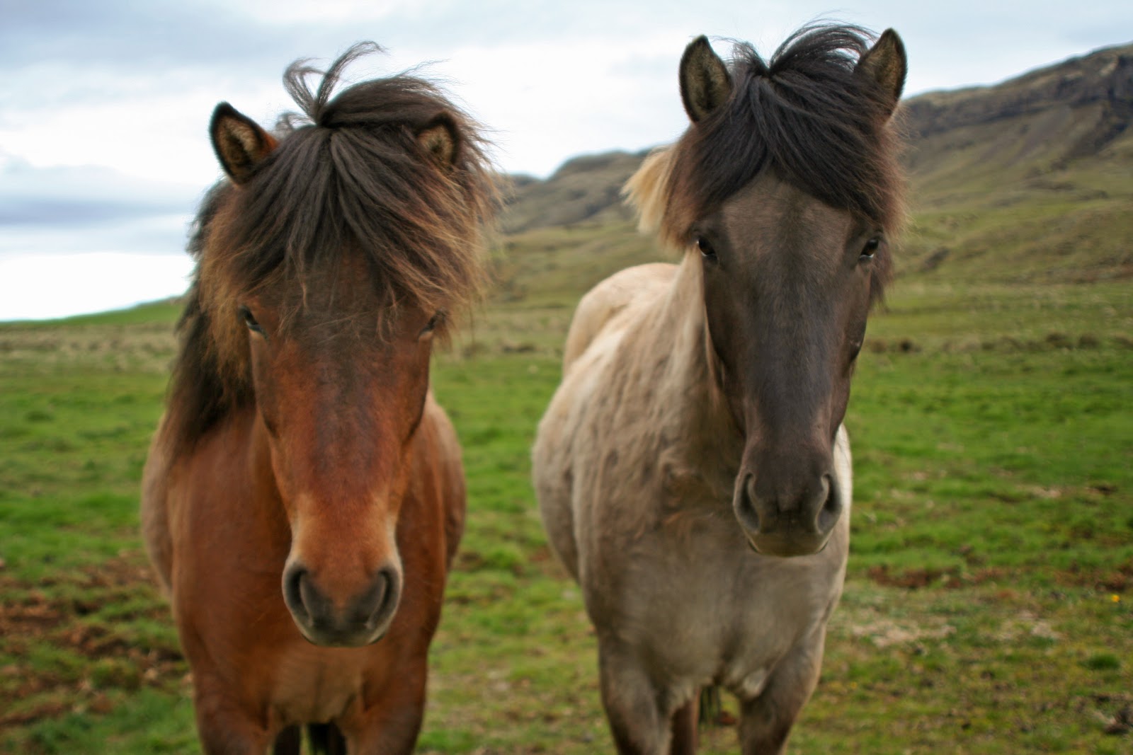 Plan & play Icelandic Horses