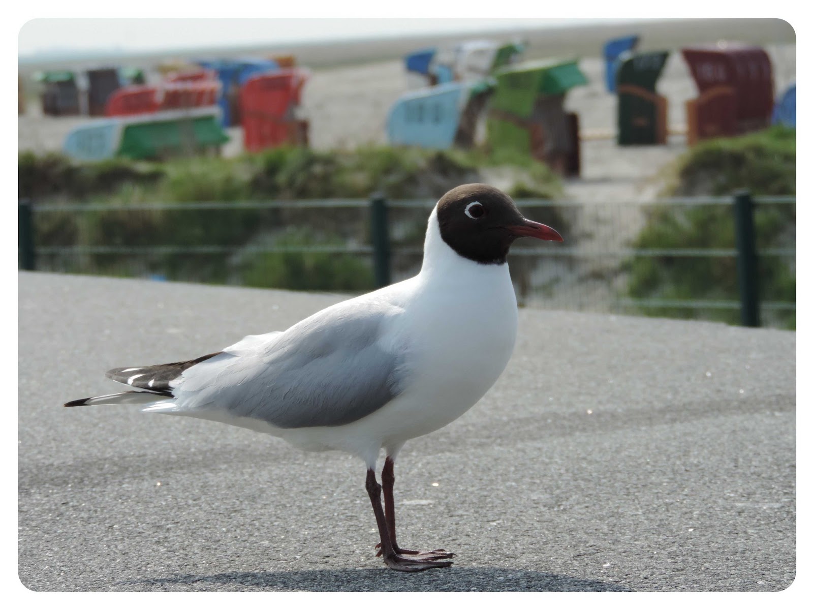 Kochbuchsuchtig Backzauber Aus Ostfriesland