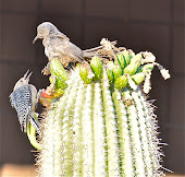 Who Eats This Fruit - A Sonoran Desert Disagreement