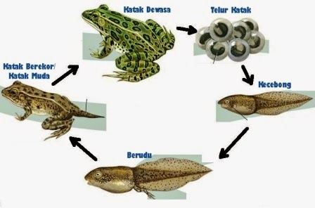 Erfin S Blog Biologi Metamorfosis Katak