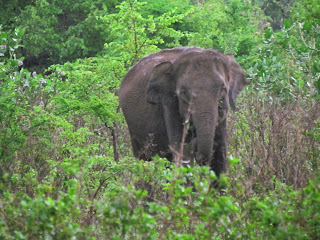 Udawalawe National Park - Sri Lankezen zijn dol op hun olifanten.
