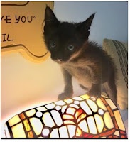 Beth Stern Endangers Kitten; Orders Name Change