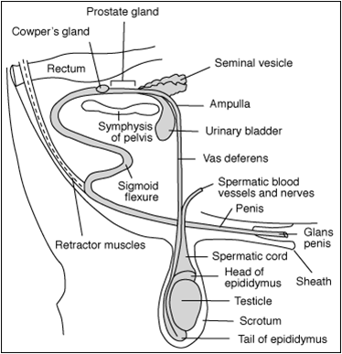 Veterinary Gynaecology blogs: Physiology Of Male Reproductive System