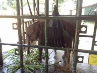 Olifanten op Sri Lanka. We zagen het zieke olifantje van gisteren in banden hangen. 