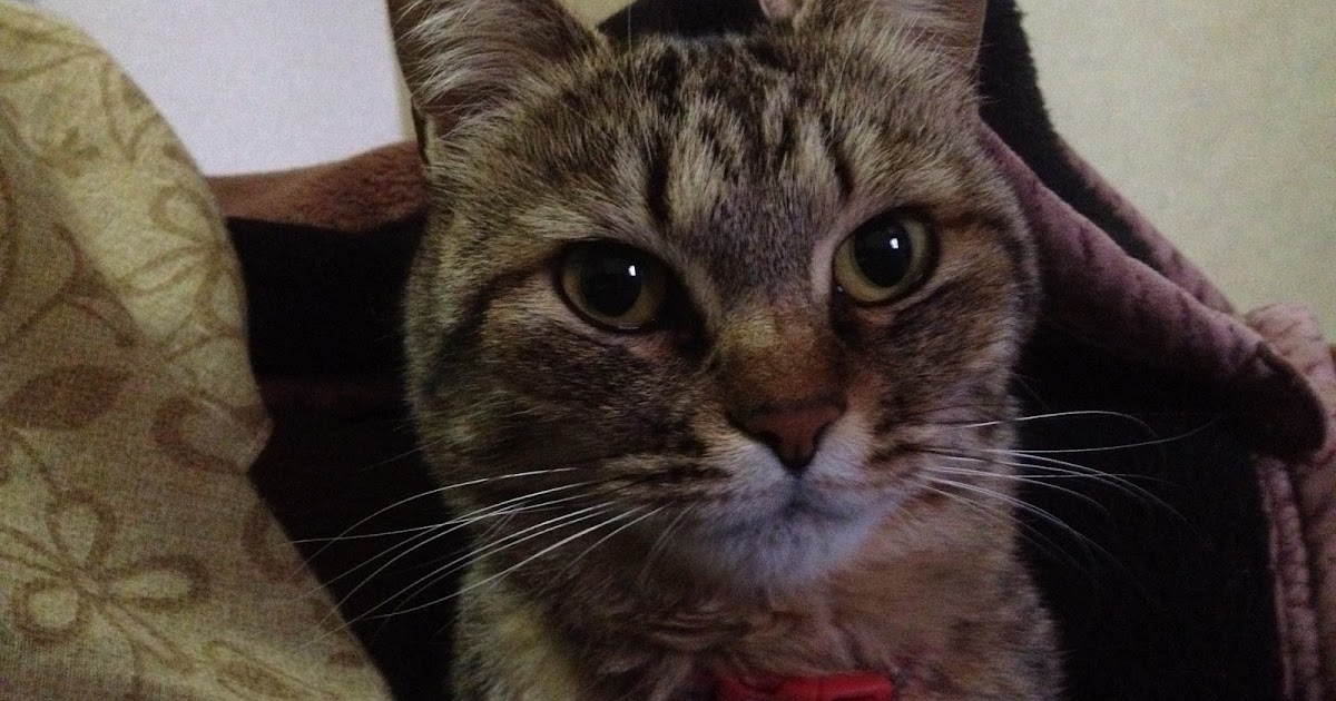 male cat chasing spayed female