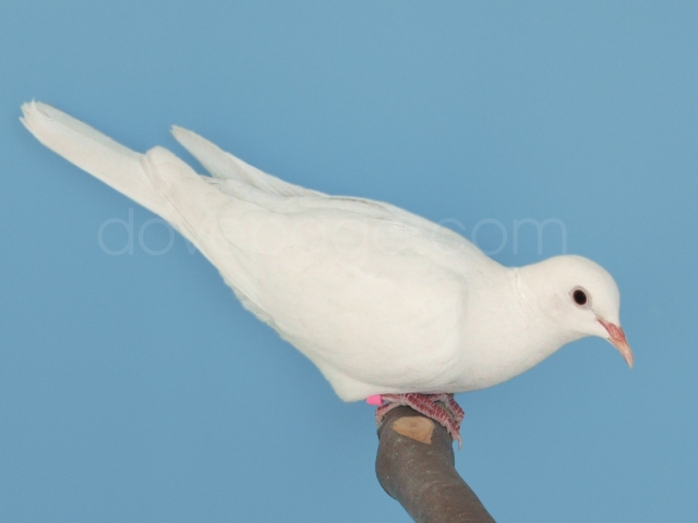 Bird Dove Picture