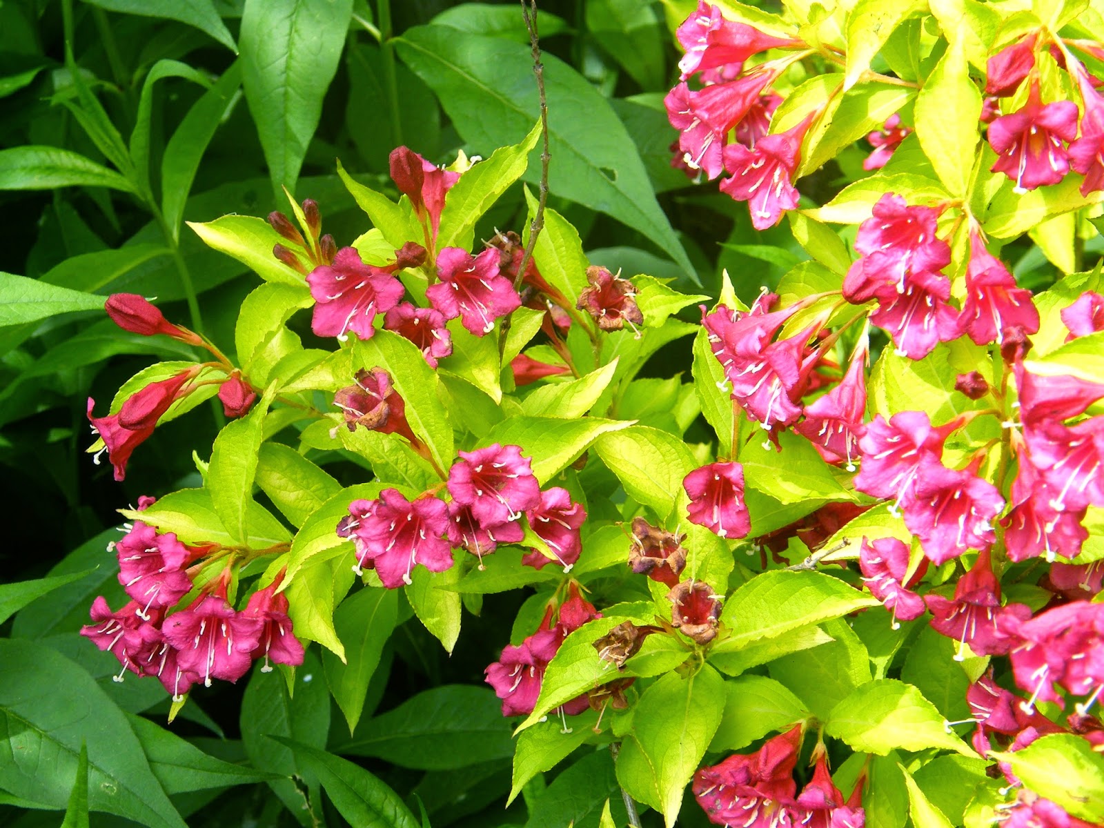 Proven Winners Colorchoice Plant Of The Week Plant Of The Week