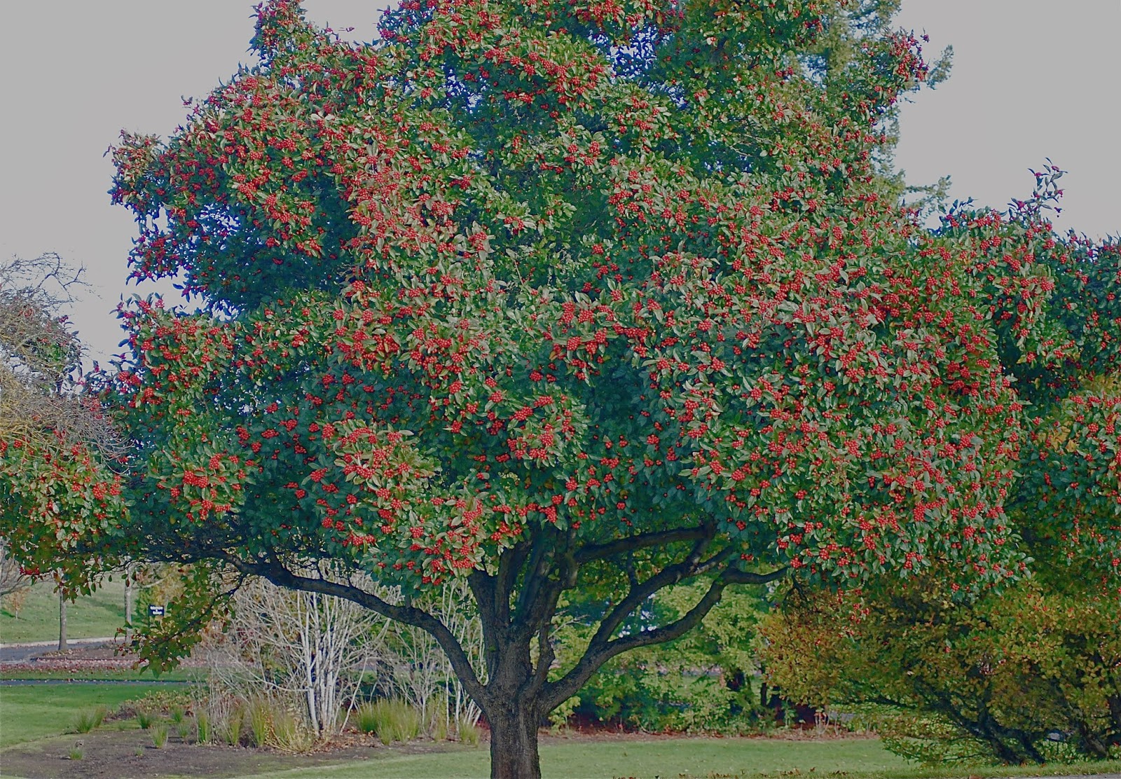 The Aspiring Gardener