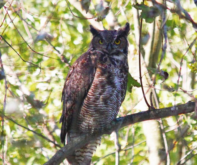 Northern Illinois Birder Great Horned Owl, Blackhawk Springs Forest