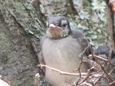 Baby Bluejay