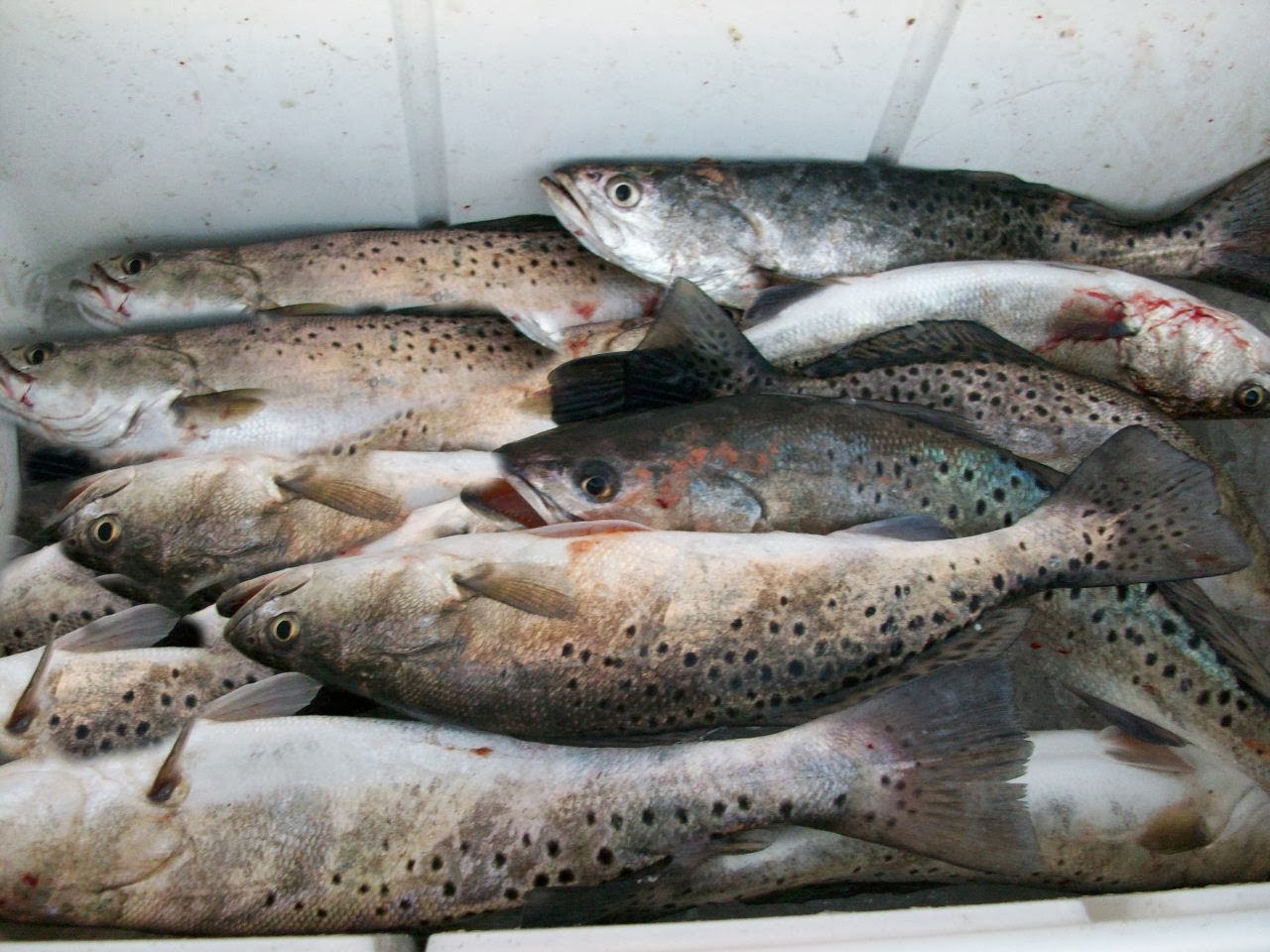 Coastal Trout Fishing Report Fishing in Coastal