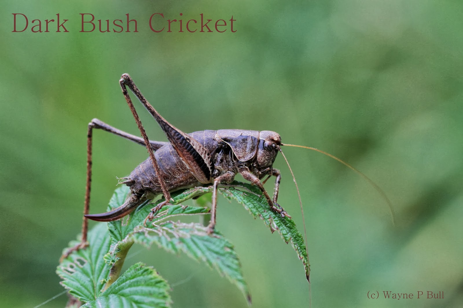 Wayne Bull's Wildlife Blog. and Crickets