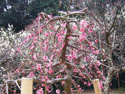 枚方市・意賀美神社（おかみじんじゃ）の梅