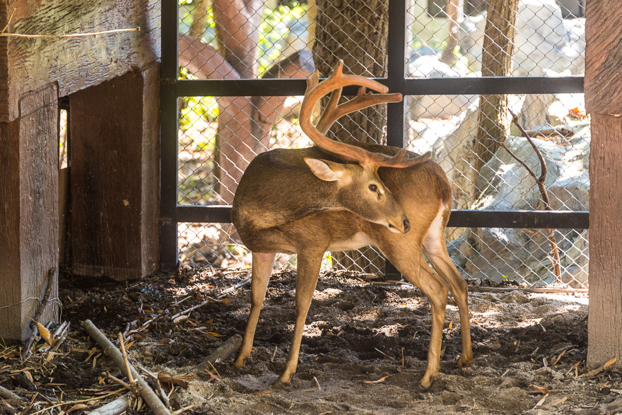 Chiang Mai Zoo. Part one.