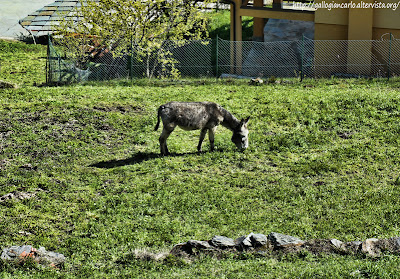 donkeys_cows