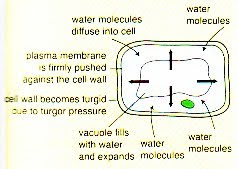Plant Cells Turgid