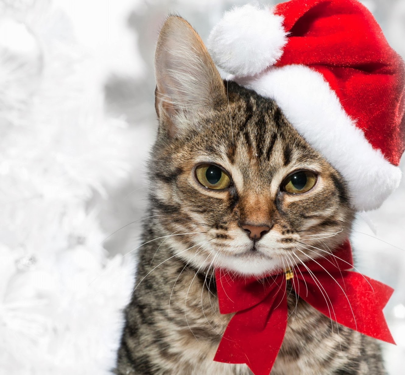 Joyeux kio multipack Selected Christmas Excellent Cakes & Merry Christmas Latest Cat Happy New Year Picture Gallery2