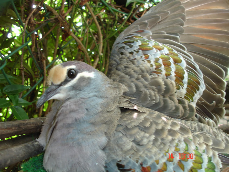 POMBO ASA DE BRONZE