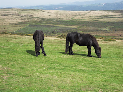 Ponies on Dartmoor - Dartmoor ponies