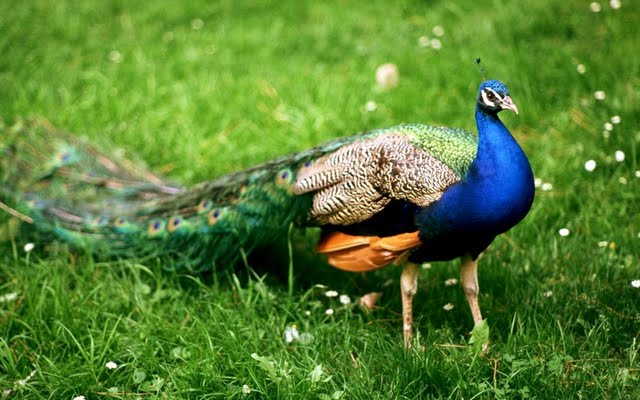 Peacock Wallpaper Peacock Wallpaper
