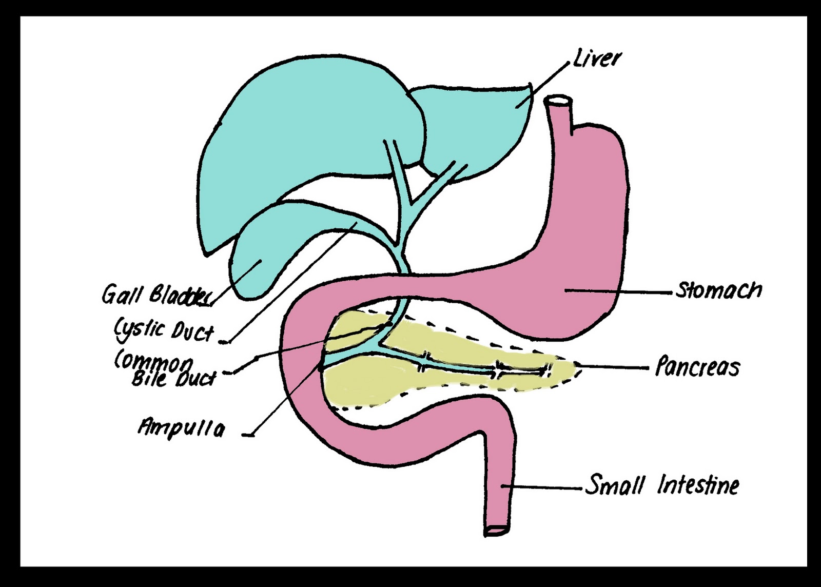 XRay Vision A Radiography Blog ERCP Anatomy, Procedure and the