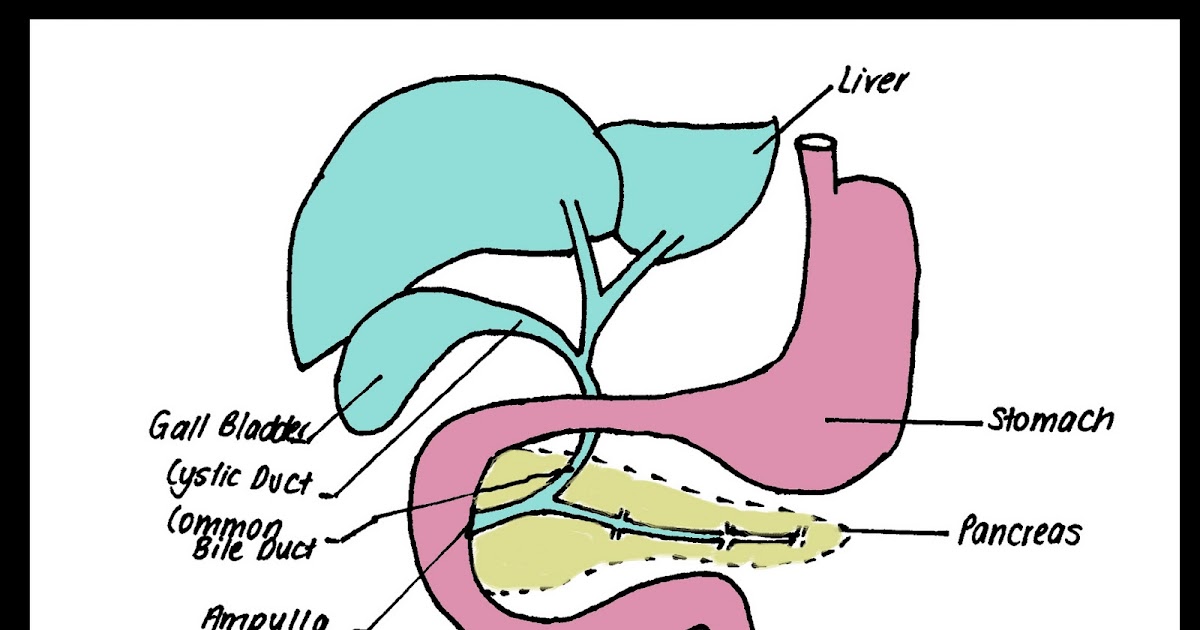 XRay Vision A Radiography Blog ERCP Anatomy, Procedure and the