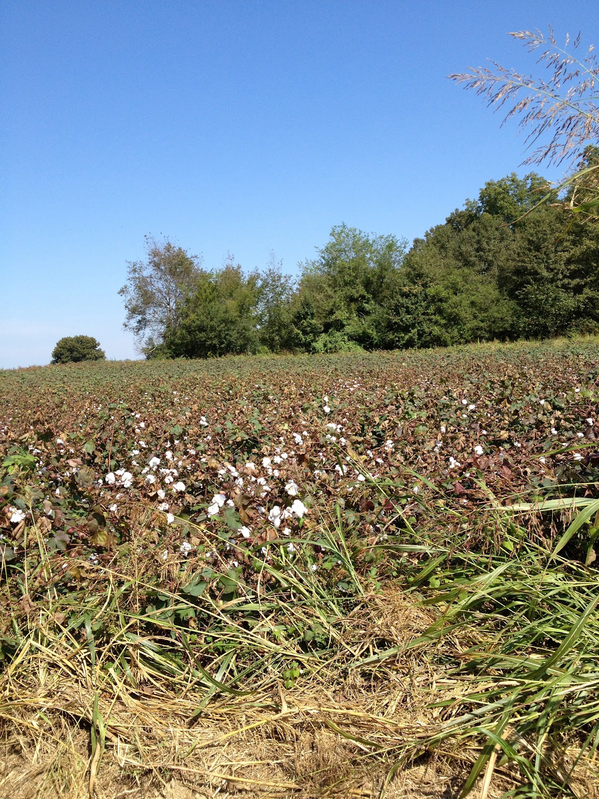 Halcyon Days In the Land of Cotton