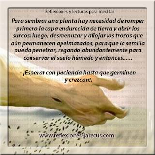 Sembrar Para Cosechar. amor, felicidad, sabiduría, ausencia, temor, semillas, sembrar, planta, corazón, Dios
