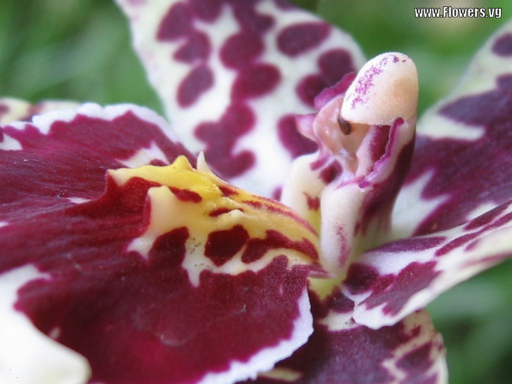 New World Orchids By Flowers Vg