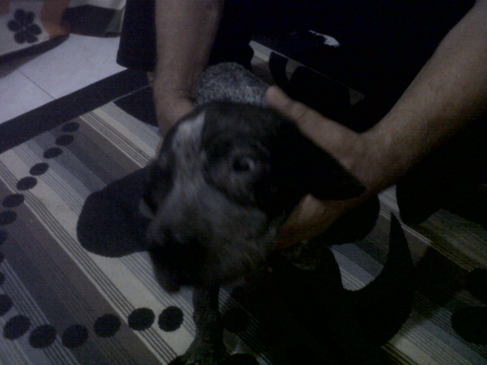 DİŞİ TARSUS ÇATALBURUN AV KÖPEĞİ, Av köpekleri, satılık, ucuz, eğitimi