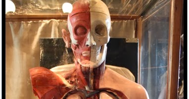 The Mathisen Corollary: Human internal organs connected to solar system