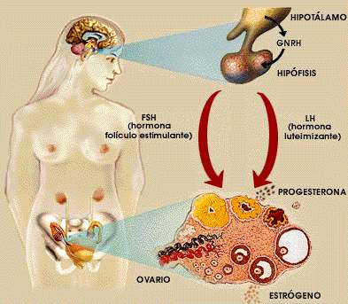Los ovarios y testiculos producen hormonas esteroides