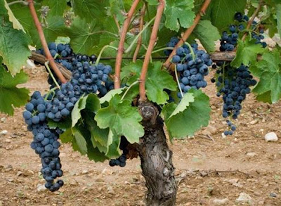 cantina di venosa antiche tradizioni e armonia di sapori