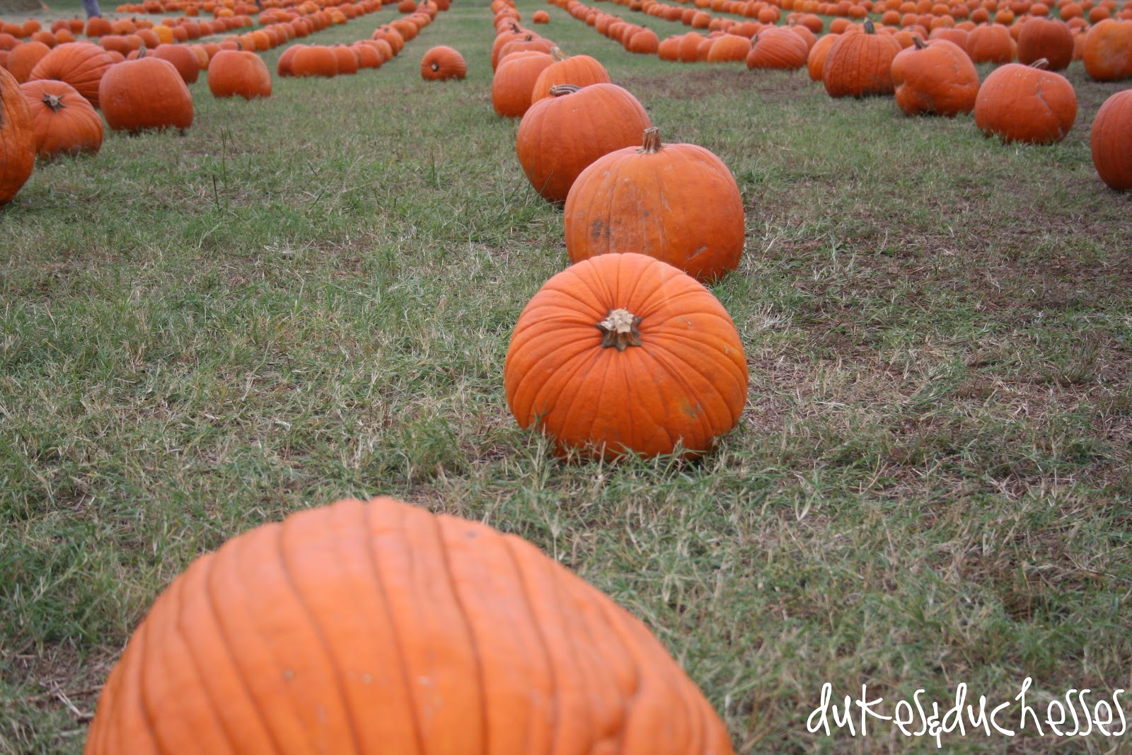 The Pumpkin Patch {Flower Mound Pumpkin Patch} Dukes and Duchesses