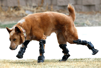 Νάκι: Ο πρώτος σκύλος με τεχνητά πόδια