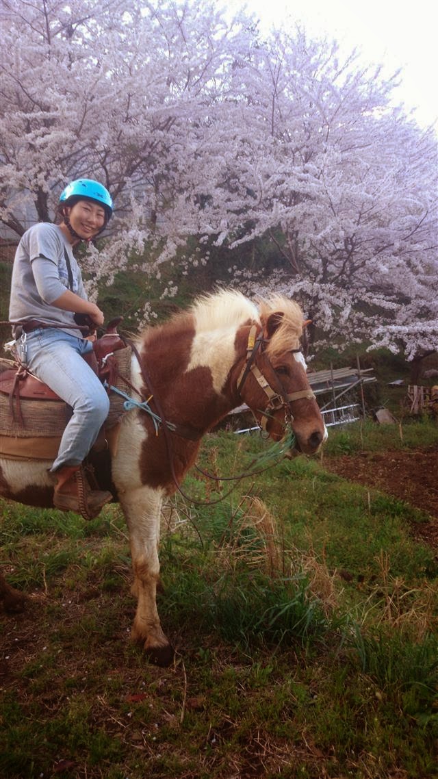 お花見乗馬 お花見乗馬