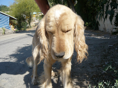 Gastón en adopción