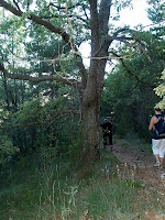 Roure del Castell Roure del Castell