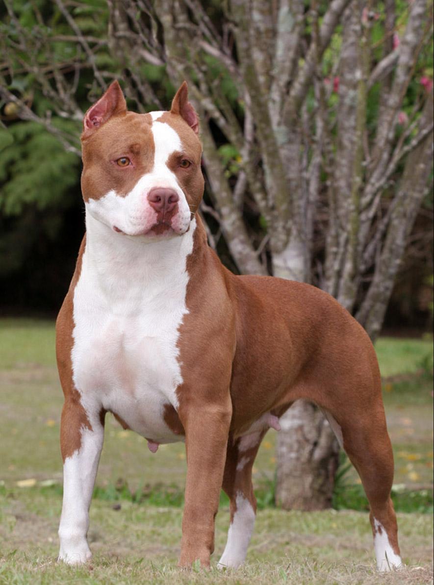 pitbull oficial brasil fêmea