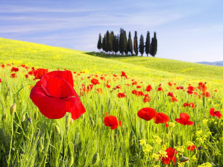 Field-Of-Flower" Field-Of-Flower