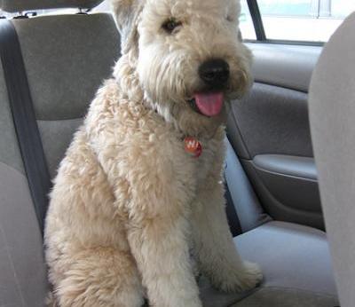 wheaten terrier coated soft dog dogs terriers cute breeds puppies mix airedale wolfgang breed without short wheaton puppy wheatens malefashionadvice