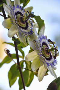 Passion Flower