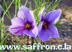 www.saffron.c.la