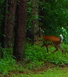 deer at Hartwell Lake copyright by http://dearmissmermaid.com